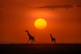 Giraffes in the sunset (Hua Zhu) - Muzeo.com